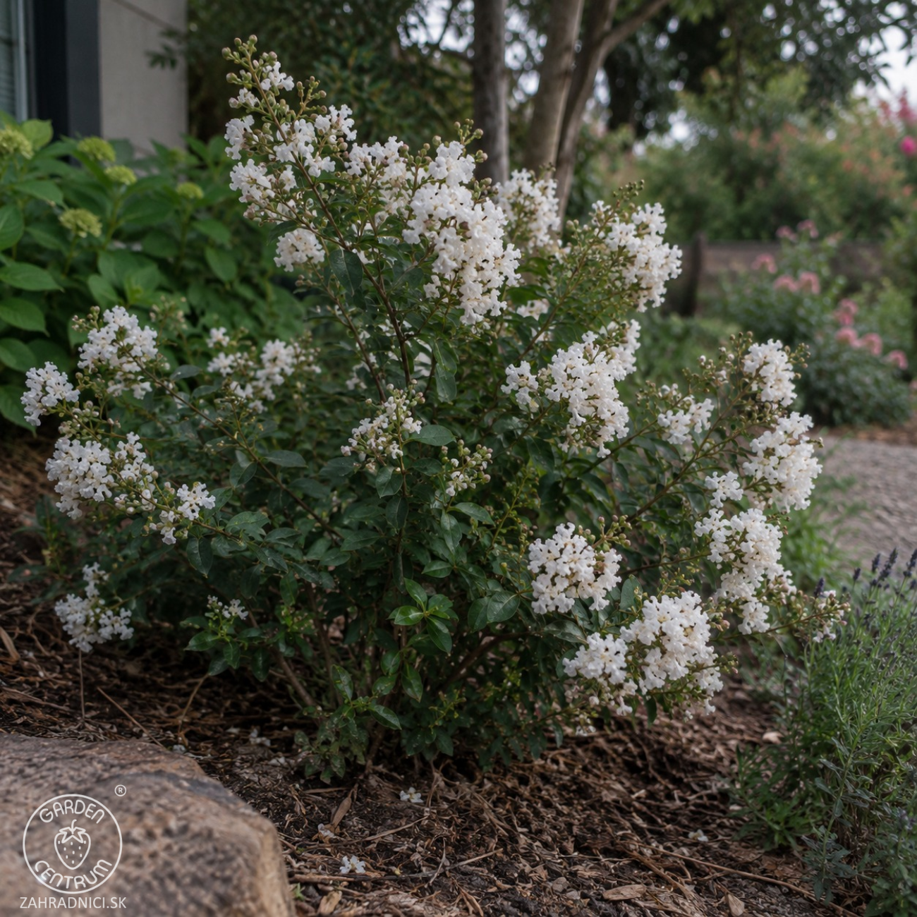Obrázok Myrta krepová (Lagerstroemia indica) ‘PETITE SNOW’ - výška 20-30 cm, kont. C2L